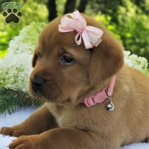 Willow Breeze, Fox Red Labrador Retriever Puppy